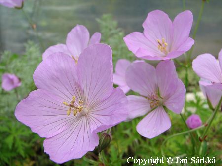 Geranium clarkei 'Kashmir Pink', kasmirinkurjenpolvi